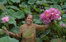 Tơ sen Phùng Xá - Hương sắc từ tinh túy của đất trời