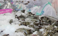 Tôm Việt Nam xuất khẩu sang Mỹ đối mặt áp lực trong năm 2026