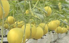 Học viện Tài chính: Bàn giải pháp ổn định giá, hướng tới tăng trưởng 10% năm 2026