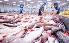 Xuất khẩu cá tra Việt Nam thu về 1,7 tỷ USD sau 9 tháng
