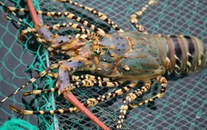 Trung Quốc trở thành thị trường nhập khẩu tôm hùm lớn nhất của Việt Nam