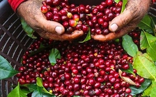 Xuất khẩu cà phê Việt Nam ghi nhận đà tăng trưởng ấn tượng ngay tháng đầu năm