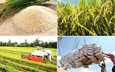 Hơn 380 tấn gạo thơm Việt Nam được cấp giấy chứng nhận xuất khẩu sang Liên minh châu Âu