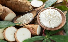 Xuất khẩu sắn và các sản phẩm từ sắn đạt gần 360 triệu USD