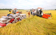 6 tháng đầu năm, cả nước xuất khẩu khoảng 5 triệu tấn gạo
