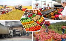 6 tháng đầu năm, tổng giá trị xuất khẩu nông, lâm, thủy sản ước đạt 35,88 tỷ USD
