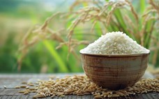 Đề xuất giá sàn mua bán gạo thơm