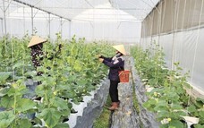Xuất khẩu rau quả hai tháng liên tiếp vượt mốc 1 tỷ USD