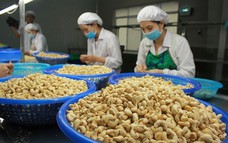 Xuất khẩu hạt điều thu về 3,37 tỷ USD sau 8 tháng