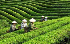 Ngành chè Việt Nam tìm hướng nâng giá trị xuất khẩu