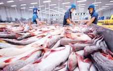 Xuất khẩu cá tra sang các thị trường CPTPP tăng 12%