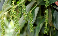 Xuất khẩu hồ tiêu tiếp tục duy trì tăng trưởng trong 8 tháng