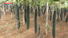 Mô hình trồng cây Bí đao xanh mang lại hiệu quả kinh tế ở huyện Quỳnh Nhai