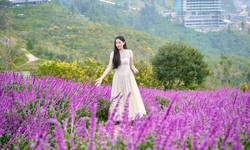Fansipan hút hồn du khách bởi thiên đường hoa tam giác mạch và xác pháo tím