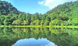 Việt Nam có gần 15 triệu ha rừng, tỷ lệ che phủ đạt hơn 42%