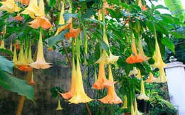 Ăn hoa chuông xào khiến 3 người rơi vào trạng thái hôn mê