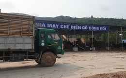 Nghệ An: Sản xuất dăm gỗ dưới chiêu bài chạy thử máy.