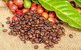 Thị trường cà phê quý 3/2020: Sản lượng cà phê toàn cầu giảm nhẹ trong niên vụ 2019-2020