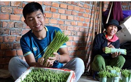 Cất bằng kinh doanh quốc tế, chàng trai 9X về làng trồng 'rau vua', kiếm nửa tỷ mỗi năm