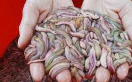 'Rồng đất' mỗi năm chỉ có một mùa, chị em tranh thủ mua dù 'đắt đỏ'