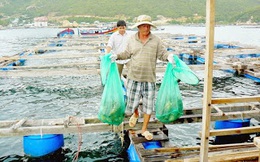 Tôm hùm rớt giá “thảm” mà vẫn ế