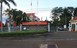 Công ty TNHH MTV Cao su Mang Yang (Gia Lai): Tập trung khôi phục sản xuất kinh doanh hậu COVID-19