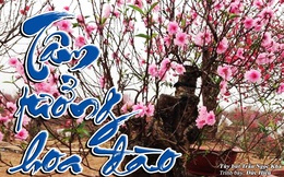 Tâm tưởng hoa đào