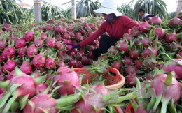 Bình Thuận: Đẩy mạnh Chương trình OCOP năm 2021
