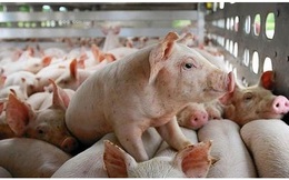 Giá lợn hơi ngày 15/4: Cao nhất 76.000 đồng/kg