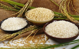 Giá gạo hôm nay 12/6: Giá gạo nguyên liệu tăng 200 đồng