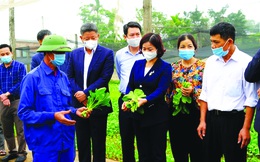 Hà Nội đạt kết quả ấn tượng trong chương trình xây dựng nông thôn mới