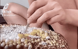 Việt Nam có đặc sản côn trùng với cách ăn sống đầy kinh dị, nhìn cô gái ngồi nuốt từng con mà ai cũng rùng mình