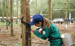 9 tháng năm 2022, xuất khẩu cao su ước đạt 2,32 tỉ USD