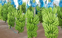 Việt Nam và Trung Quốc ký Nghị định thư về xuất khẩu chuối tươi