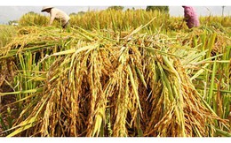 Xuất khẩu gạo sẽ có nhiều đột phá