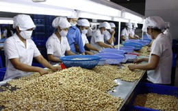 Xuất khẩu điều của Việt Nam khởi sắc nhờ tận dụng cơ hội từ EVFTA
