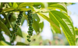 Thị trường nông sản ngày 18/5: Hồ tiêu ổn định, cà phê tăng lên mốc 42.000 đồng/kg