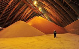 Hãng sản xuất phân bón hàng đầu thế giới dự kiến tăng mạnh sản lượng