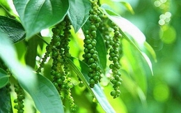 Thị trường nông sản ngày 24/6: Cà phê quay đầu giảm, tiêu cao nhất 73.500 đồng/kg