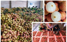 Vải thiều sớm Bắc Giang giá cao, hút khách