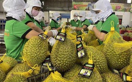 Xuất khẩu sầu riêng chính ngạch: Nhận diện khó khăn, thách thức