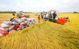 Giá gạo xuất khẩu Việt Nam vẫn duy trì ở mức cao