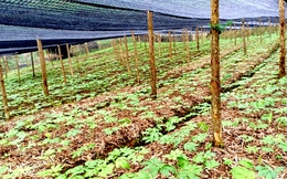 Chương trình OCOP - làn gió mới cho sản phẩm nông nghiệp Si Ma Cai phát triển