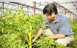 Thanh Hóa: Lương y Hoàng Văn Hùng nỗ lực đưa thuốc Nam trở thành sản phẩm OCOP