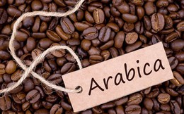 Giá cà phê Arabica ghi nhận tuần tăng mạnh nhất trong 5 tháng