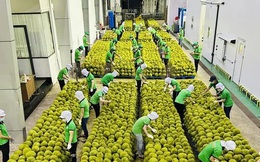 Tận dụng lợi thế cạnh tranh đưa sầu riêng thành mặt hàng xuất khẩu tỷ USD trong năm 2023