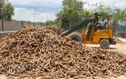 Giá sắn nguyên liệu tăng trở lại