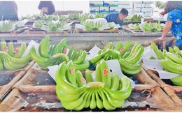 Đồng Nai: Tổ chức Lễ xuất khẩu chuối tuơi đầu năm Quý Mão 2023