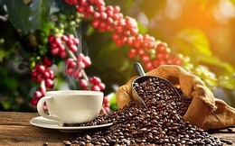 Thị trường nông sản ngày 23/2: Giá cà phê trong nước tăng mạnh 1.000 đồng/kg