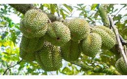 Tăng diện tích sầu riêng ồ ạt, hậu quả khó lường